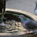 Izvorska voda bezbedna za upotrebu sa četiri javne česme u Kragujevcu
