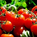 Naučnici napravili paradajz sa aromom kokica