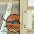 "Ubo me je kroz čarapu, ja ovo ne pamtim u ovo vreme!": Beograđani se već žale na komarce! Stručnjak objašnjava da li nam…