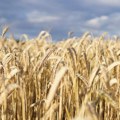 Prinos i kvalitet pšenice u Srbiji ispod očekivanog