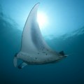WWF: U Jadranu ugroženo čak 36 vrsta morskih pasa i raža
