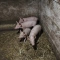 Veterinari na terenu kontrolišu prisustvo virusa klasične kuge svinja. Situacija zadovoljavajuća