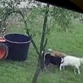 Meštani u strahu! Psi lutalice napravili pokolj u selu: Od celog stada ostala samo jedna ovca!