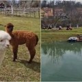 Na samo sat od Beograda nalazi se jedini ranč gde žive alpake: Porodica Savić napravila mali raj za turiste