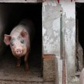 NPS zabrinut zbog širenja svinjske kuge, farmeri eutanaziraju čitava krda
