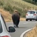 Bizoni iznenadili meštane kod Prištine Pogledajte snimak (video)