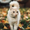 Horoskop za 9. oktobar: Ovnu je potreban pouzdan poslovni partner, Devica deluje uznemireno