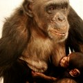 Uginula najčuvenija šimpanza na svetu