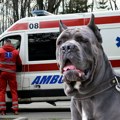 Devojčicu (17) izujedala dva dobermana, meštani se i ranije žalili na vlasnika: Detalji incidenta u Boljevcima