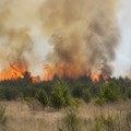 Požar napravio nepovratnu štetu u Deliblatskoj peščari
