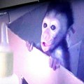 Životinje: BBC raskrinkao svetsku mrežu sadističkih mučitelja majmuna