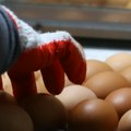Kasiri otvaraju kutije jaja koje kupimo iz razloga koji vam ne bi odmah pao na pamet