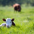 Posetioci iz daleka dolaze na farmu Dambl: Ne da kupe sir i mleko, već da maze krave