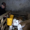 Krava Beba otelila Sanelu, Kasandru, Bokija i Dekija