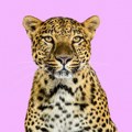 Leopard dobio bundevu, pa napravio haos Pogledajte samo šta radi - ovo je čista radost
