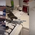 "A majko mila, šta je ovo?" Nina iznajmila kuću u inostranstvu, tamo je dočekali jezivi prizori: "Puno njih tako živi, još i…