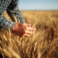 Država kreće u otkup pšenice od ratara! Kilogram će plaćati 25 dinara, a ovo su svi uslovi