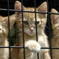 Udomio 300 mačaka, više ne može da se izbori s njima: Trošio hiljade dolara ostajući bez hrane za sebe