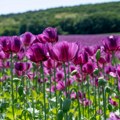 Ovi cvetovi su prava retkost, a sad su preplavili polja Vojvodine: Da li ste ikad videli ovakvu lepotu?