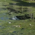 SSP Čačak: Jezero u Parmencu prekriveno algama fekalnog porekla, tražimo hitne mere sanacije