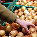 Rekordni prinosi crnog luka u Srbiji