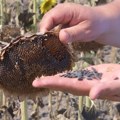 Suncokret najtraženija roba na Produktnoj berzi