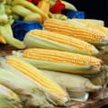 Kukuruz glavni izvozni adut Srbije na albanskom tržištu