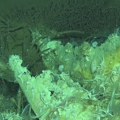 VIDEO: Otkriveno najveće "groblje kitova" u Indijskom okeanu, ostaci stari više od pet miliona godina