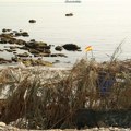Ova zastava vijori se na barakama migranata u Seuti: Simbol nade ili izazov državi?