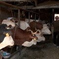 Stočarstvo kao porodični recept za uspeh: Kako Kostadinovići iz Gornje Draguše vode gazdinstvo uprkos izazovima