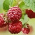 Tajna koju voćari kriju kao zmija noge: Orežite maline u septembru i plodovi će biti krupniji nego ikada