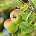 TOTALNA ŠTETA U GRGETEGU: Stradale jabuke u Nacionalnom parku Fruška gora