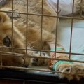 WWF Adria: Procesuirati odgovorne za smrt lavice Kiki, apel krijumčarima da budu ljudi