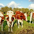 Danci uvode porez za stočare zbog gasova njihovih krava, svinja i ovaca