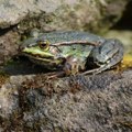 Ženke žaba često pojedu mužjake ako im se ne sviđa poziv na parenje