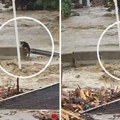 Bujica odnela zarobljenog vučjaka: Kamera zabeležila očajničku borbu za život u poplavljenom gradu u Poljskoj