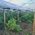 Kod Gnjilana otkrivena plantaža sa oko 500 stabljika kanabisa, tri osobe uhapšene