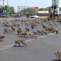 Čopor besnih majmuna napao i usmrtio penzionera: Čovek vrištao tražeći pomoć