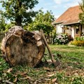 Evo kako se najlakše rešite panja koji vam smeta u dvorištu: Treba vam samo jedna stvar i minimalno truda
