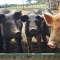 U zaraženim gazdinstvima uništeno 46.938 svinja