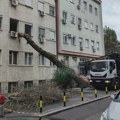 Drvo palo na zgradu porodilišta KBC Zvezdara (FOTO)