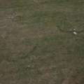 Čudo prirode kod Kosjerića Misteriozni krugovi na travi svakog proleća, neki meštani veruju da tu vile igraju kolo (foto)
