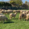 "Malteška groznica" preti Crnoj Gori: Opasna zarazna bolest prešla sa ovce na čoveka