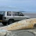 Plaža puna ljudi, a onda šok Talasi izbacili ostatke misterioznog morskog stvorenja – snimak kruži mrežama! (foto)