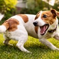 Ove stvari koje ljudi svakodnevno koriste su otrovne za pse: Ako ih vaš ljubimac pojede, odmah zovite veterinara