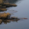 Nacionalni park Skadarsko jezero proglašen UNESCO rezervatom biosfere