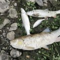 Stradale i divlje patke: Mrtve ribe plutaju po Ibru kod Rožaja, ekološki aktivisti na nogama, šteta je ogromna