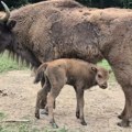 Prinova na Fruškoj gori: Krdo bizona dobilo novog člana! (foto)