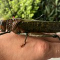 Najezda džinovskih skakavaca u Turskoj: Klimatske promene utiču na njihovo razmnožavanje