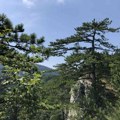 Vrednost srpskih šuma blizu milijardu evra